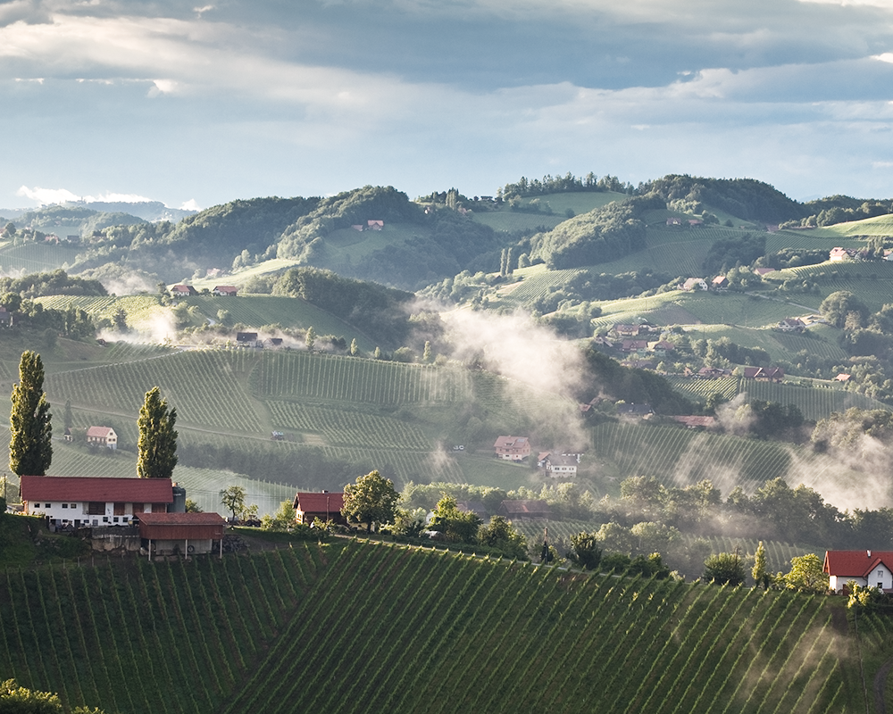 Weinbau in der Südsteiermark
