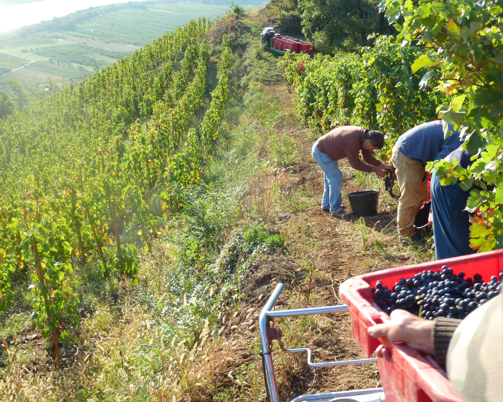 Domaine Courbis