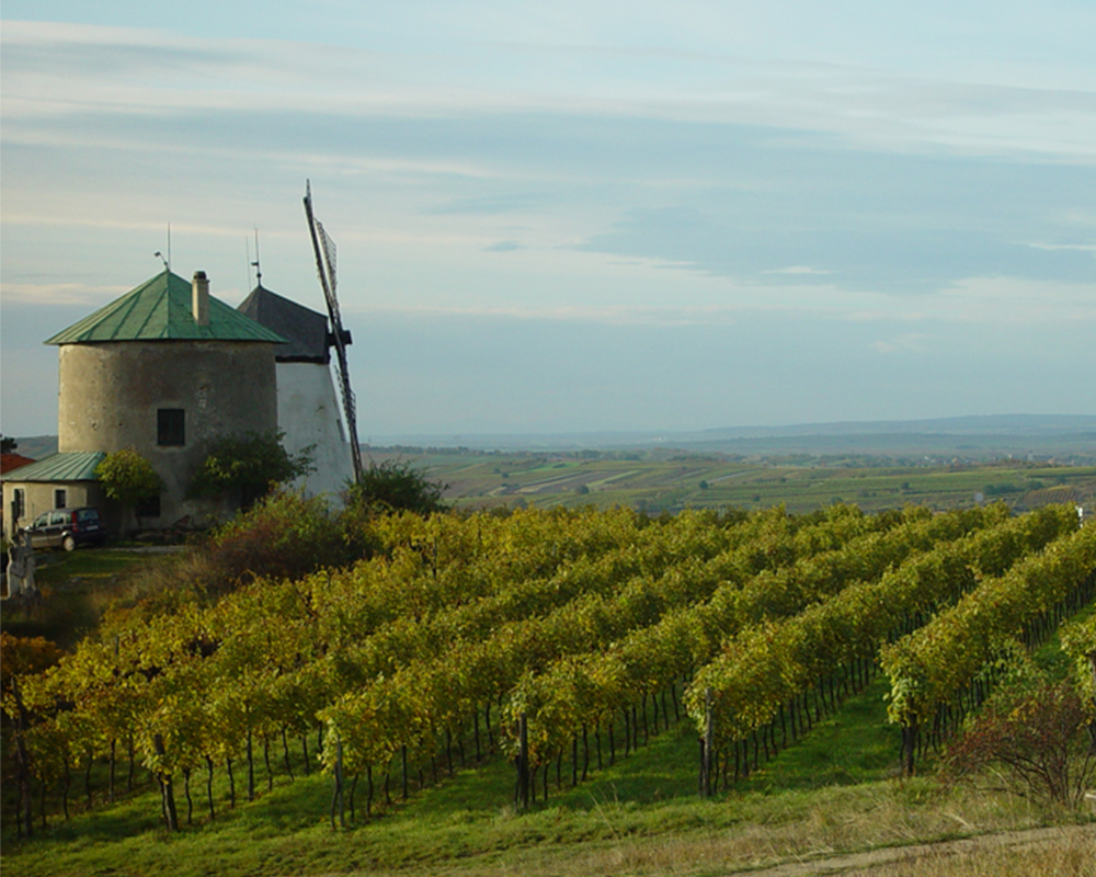 Das Weinviertel