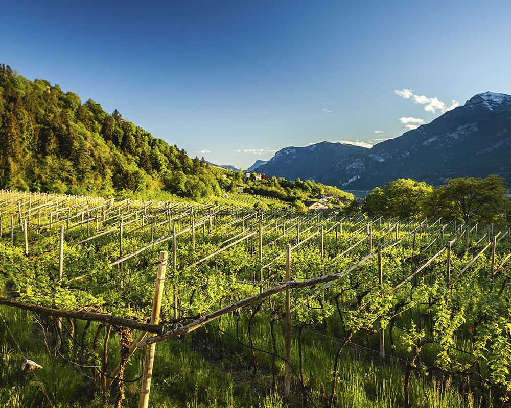 Trentino