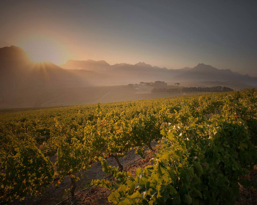 Weinberge in Südafrika