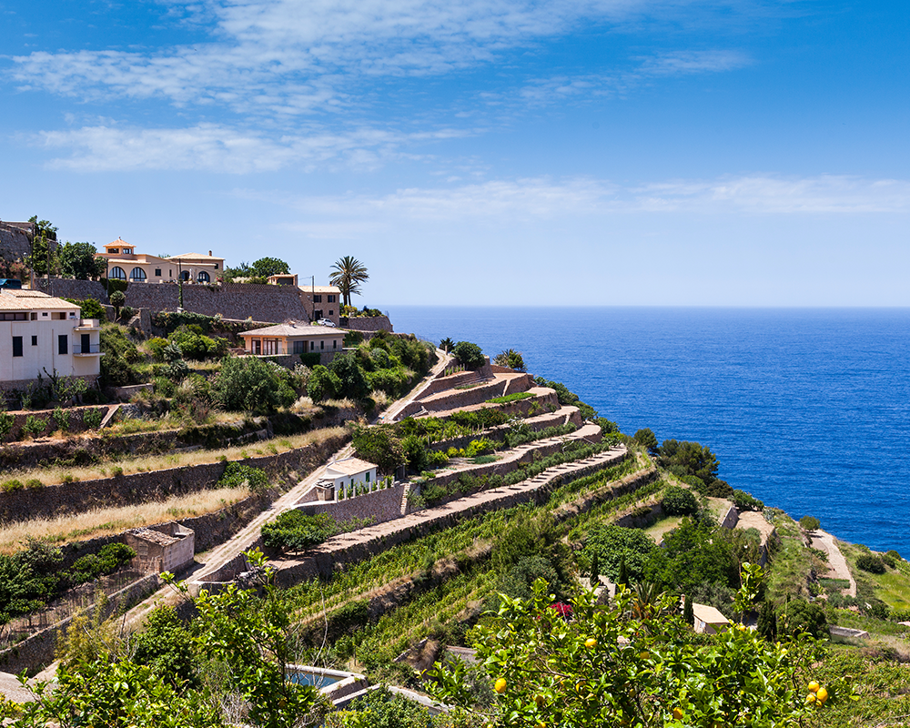 Weinbau auf Mallorca