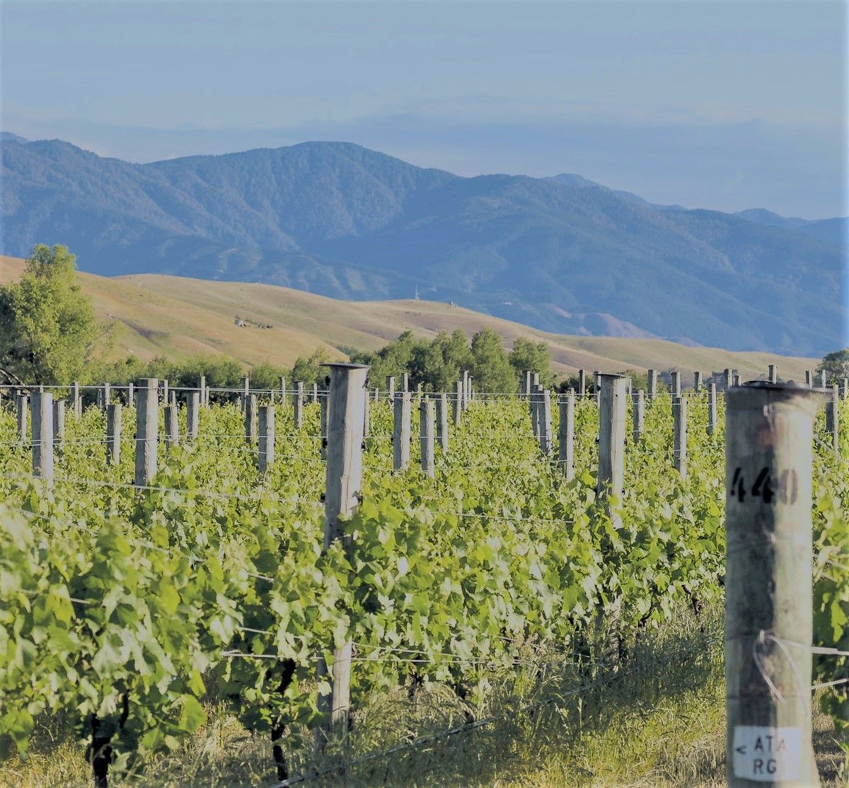Cloudy Bay Vineyards Bild 1