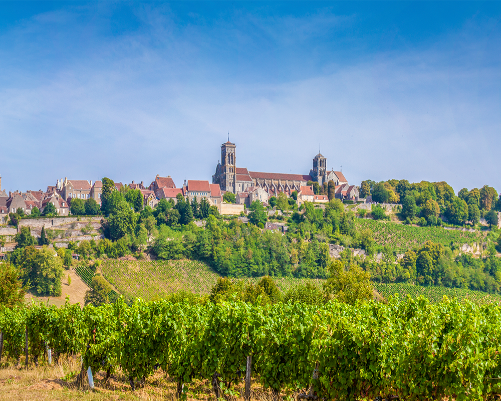 Weinstöcke in Burgund