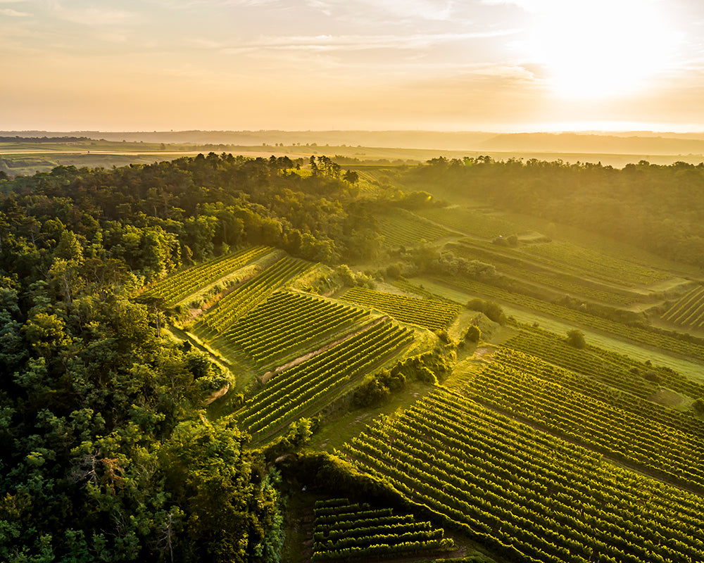 Weingut Familie Schuster