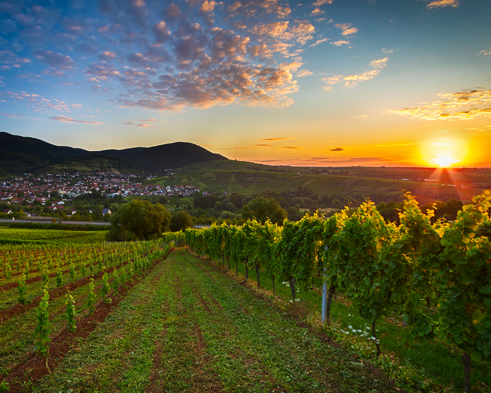 Weinberge in der Pfalz