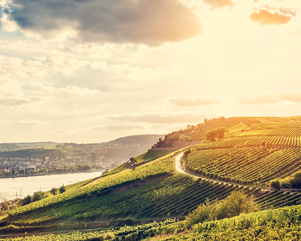 Weinstöcke im schönen Rheingau