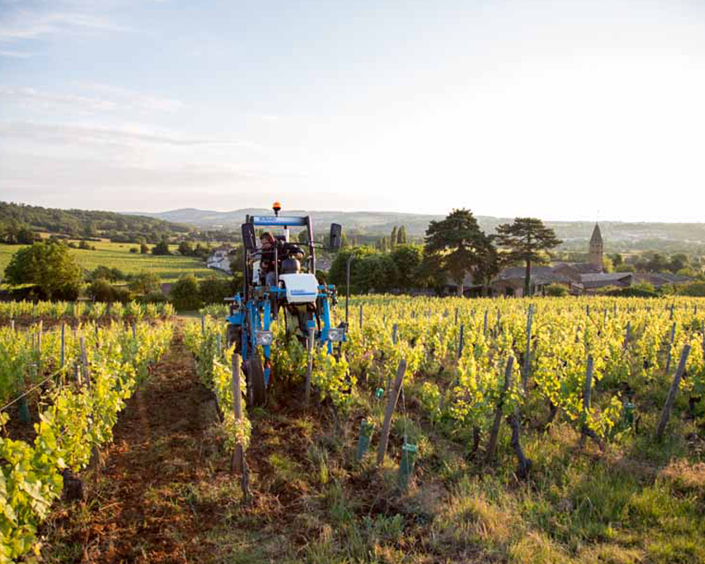 Weinbau im Clos du Rocs