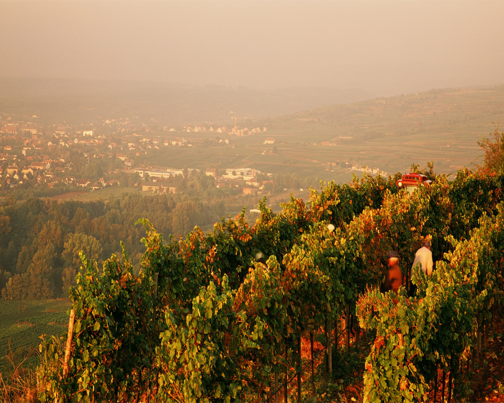 Weinbau im Kamptal