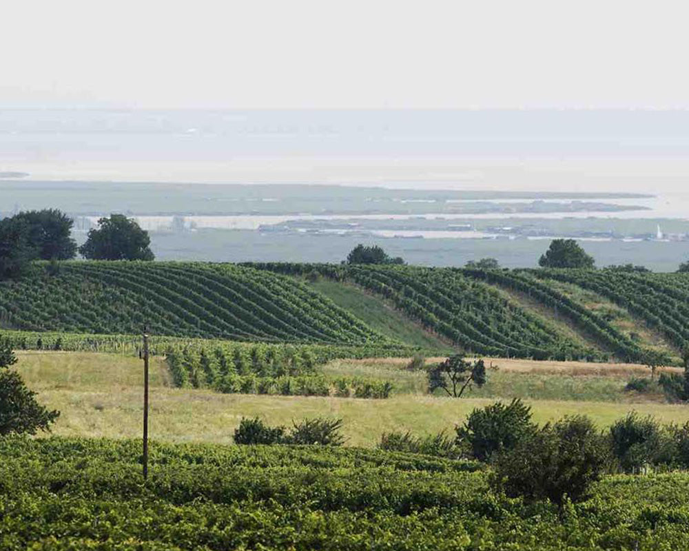 Neusiedlersee