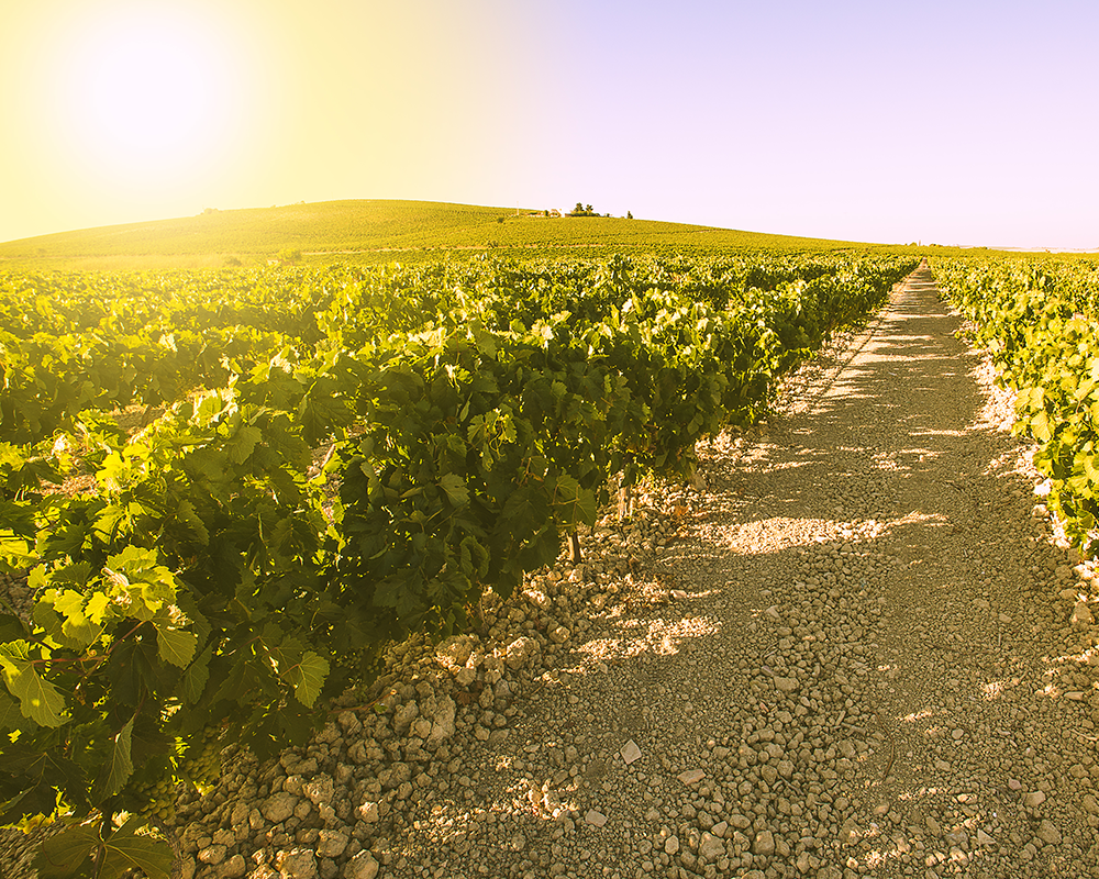 Weinbau in Andalusien