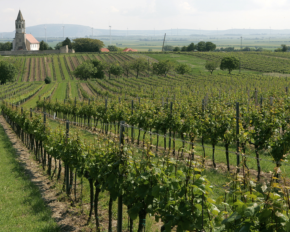 Weinbau in Carnuntum