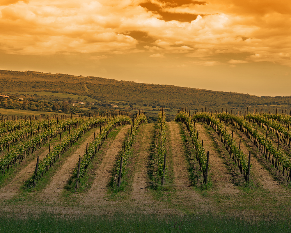 Weinberge auf Sardinien