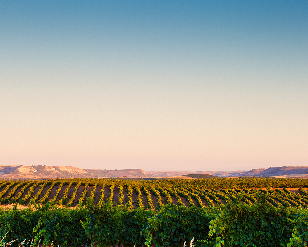 Ribera del Duero