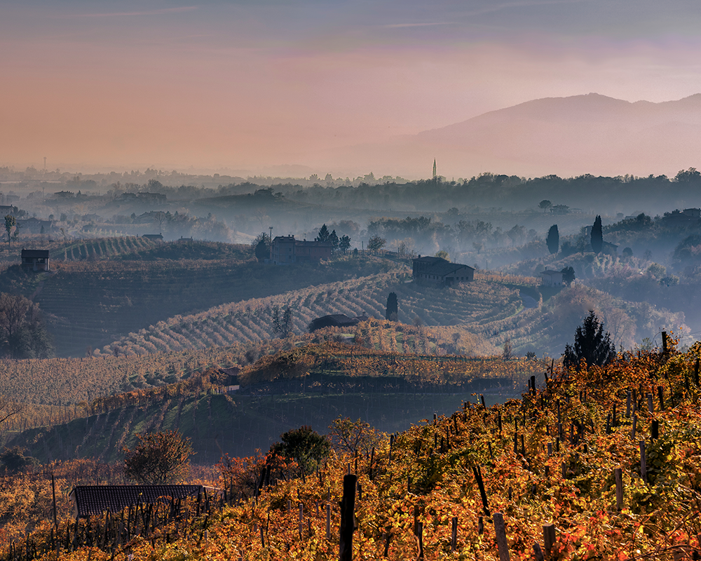 Die Weinberge des Veneto