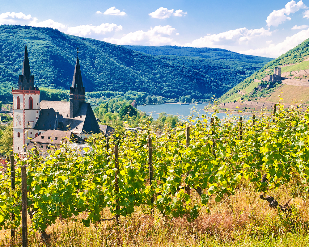 Weinbau in Rheinhessen