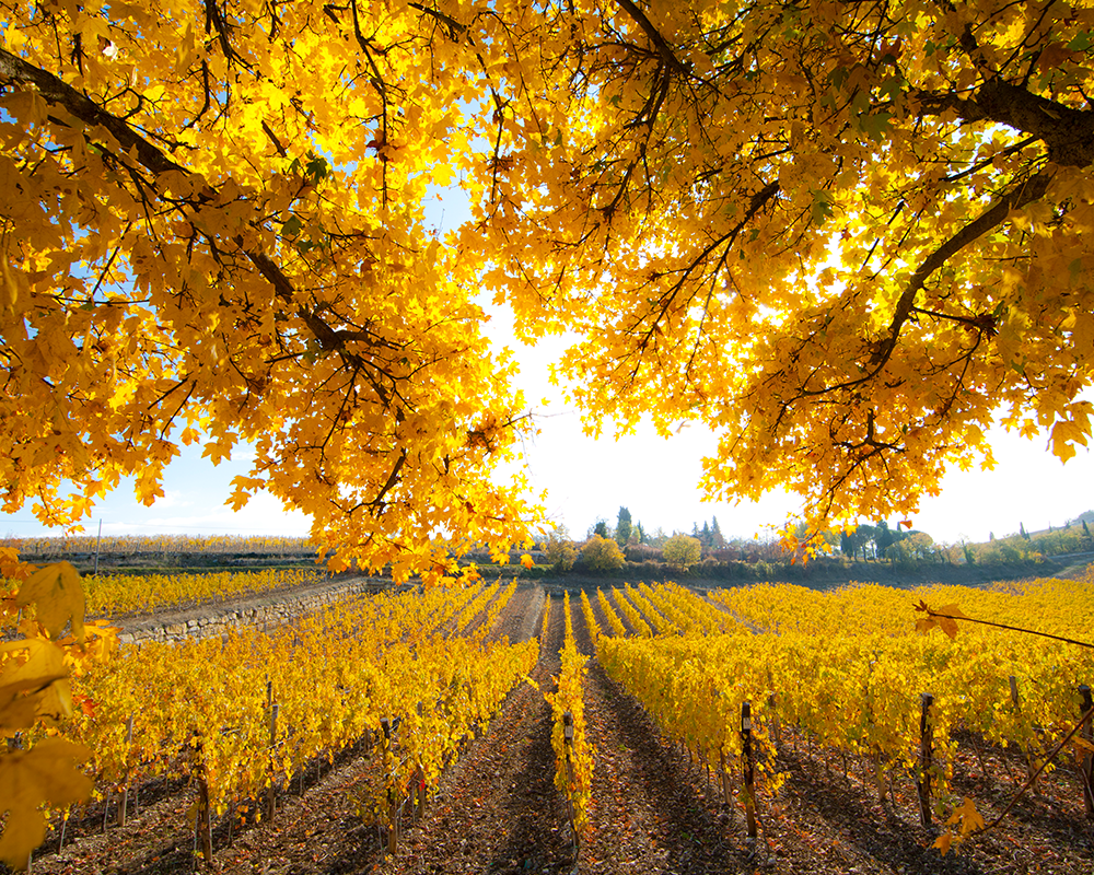 Herbst in der Weinbergen der Toskana
