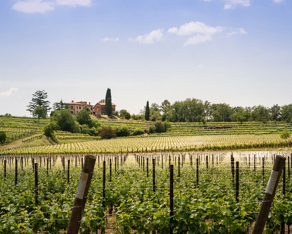 Weinbau im Friaul
