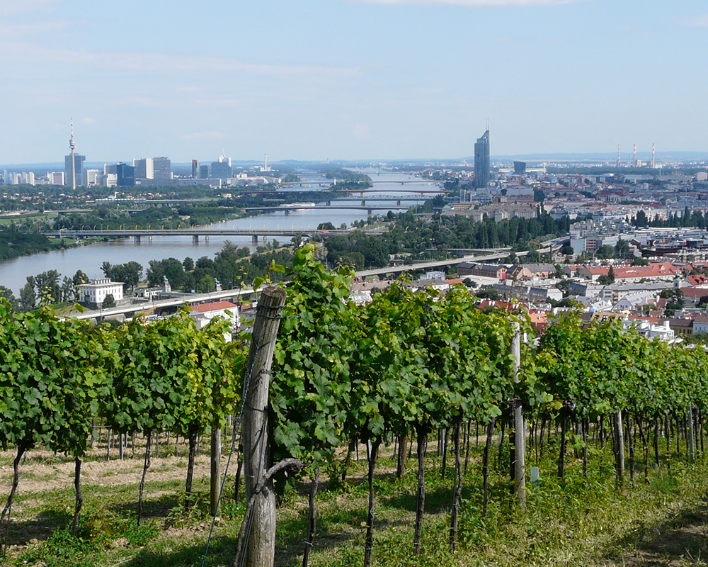 Weinbau in Wien