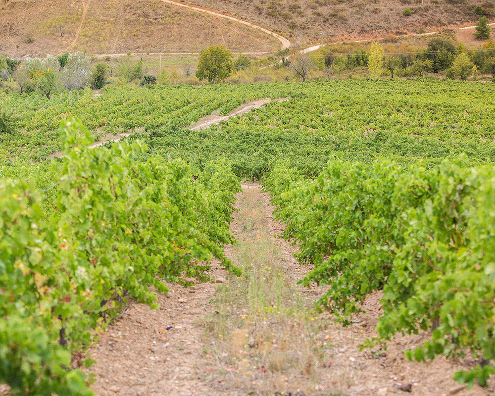 Bierzo