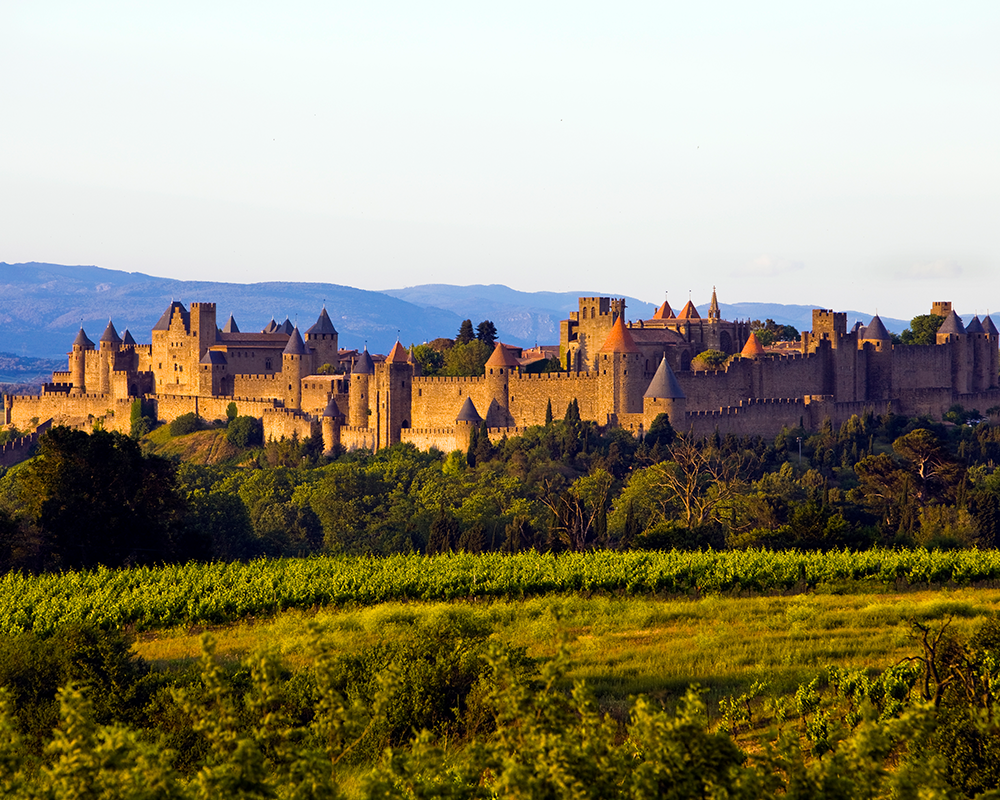 Weinstöcke in der Region Languedoc Rousillon