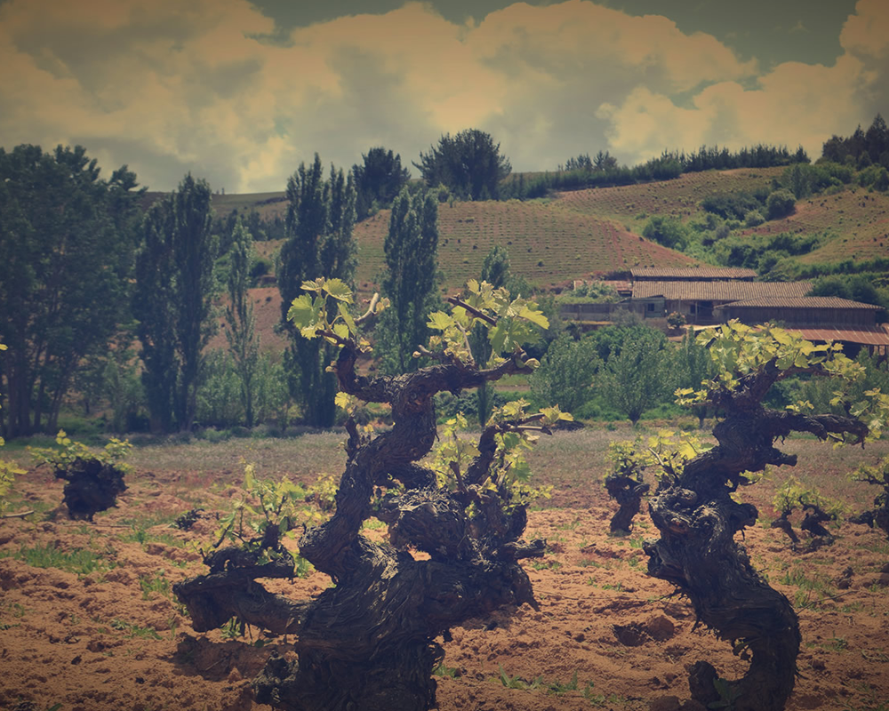 Weinberge De Martino
