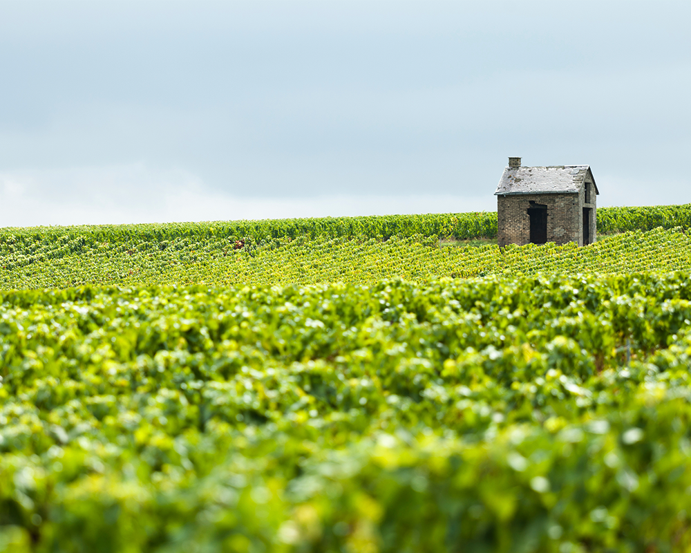 Weinstöcke in der Champagne