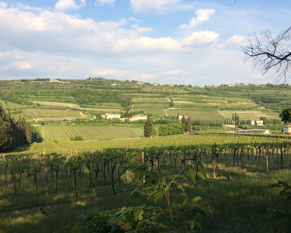 Das Weingut Lavel in Veneto