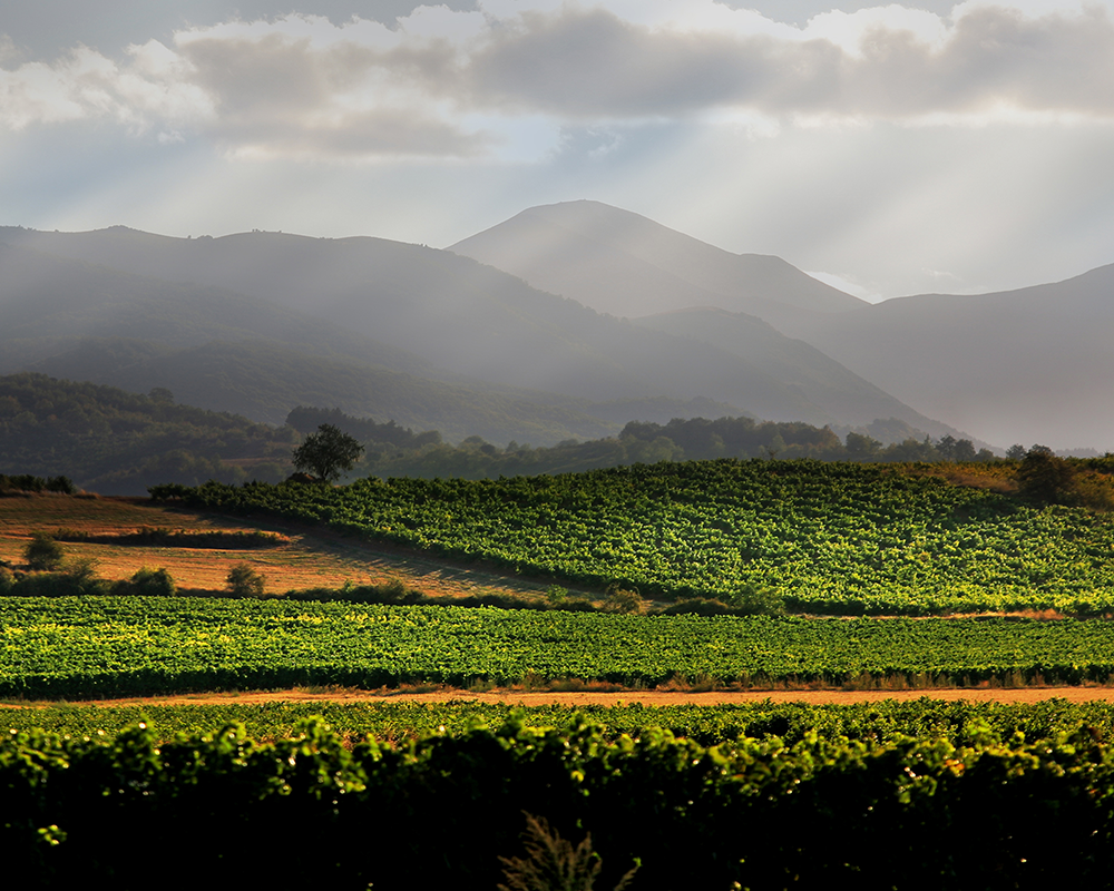 Weinbaugebiet Rioja