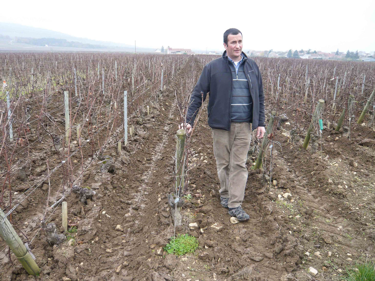Domaine François Carillon Bild 1