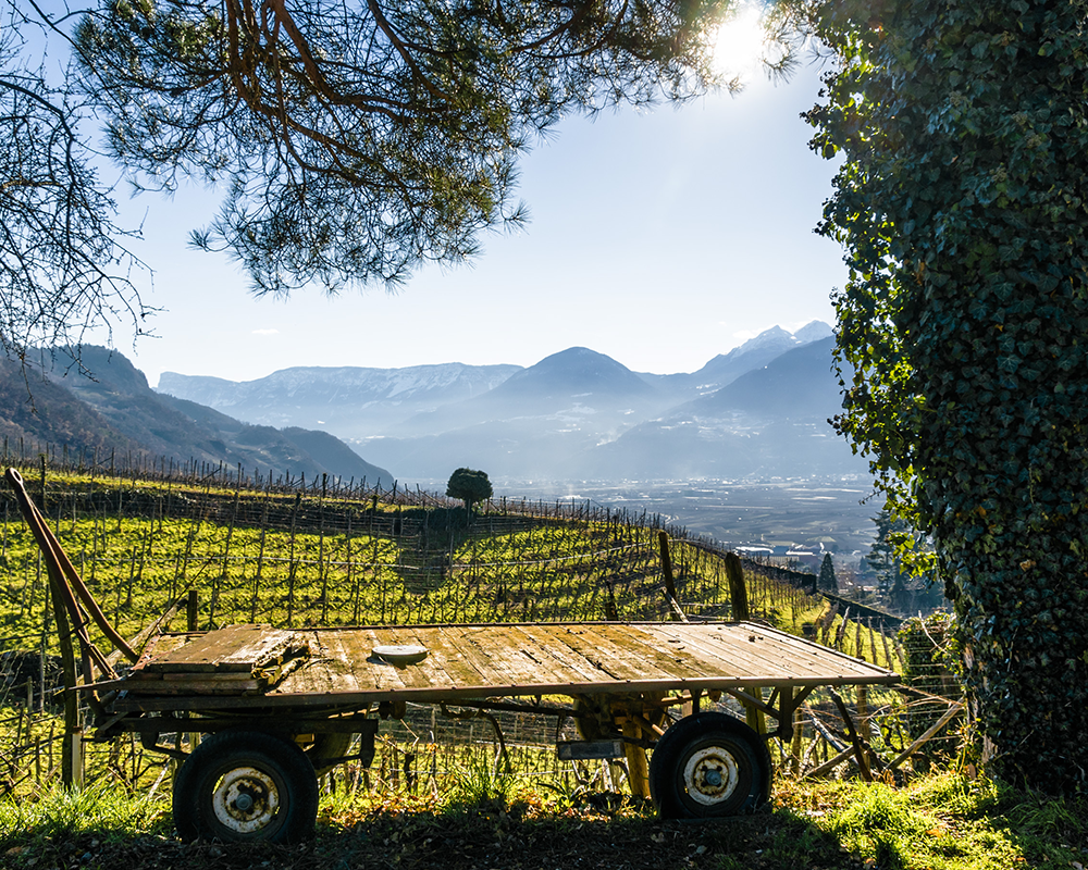Weinbau in Südtirol