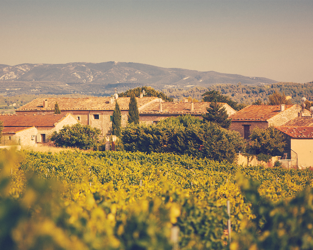 Weinreben in der Provence