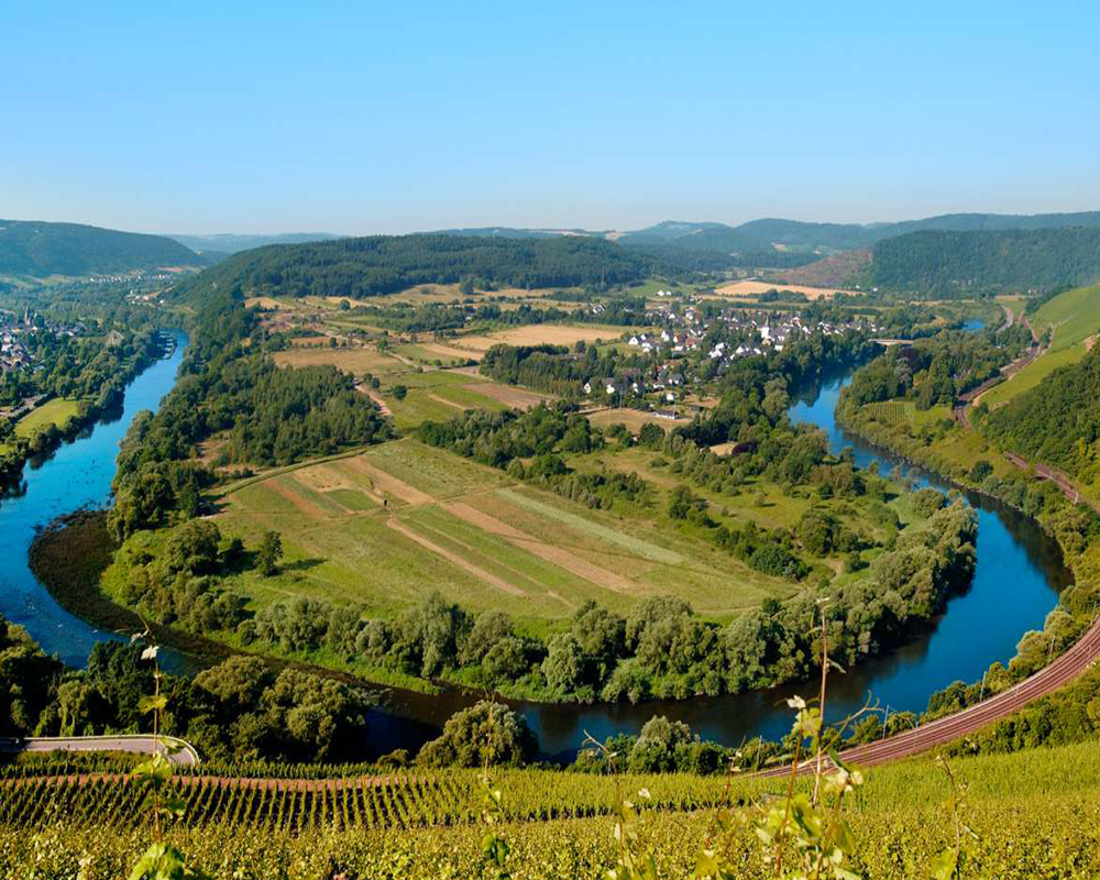 Weinstöcke direkt an der Mosel