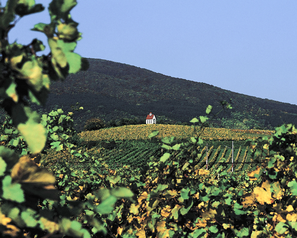 Weinbau in der Thermenregion