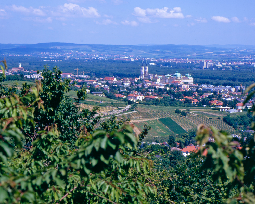 Weingärten im Mittelburgenland