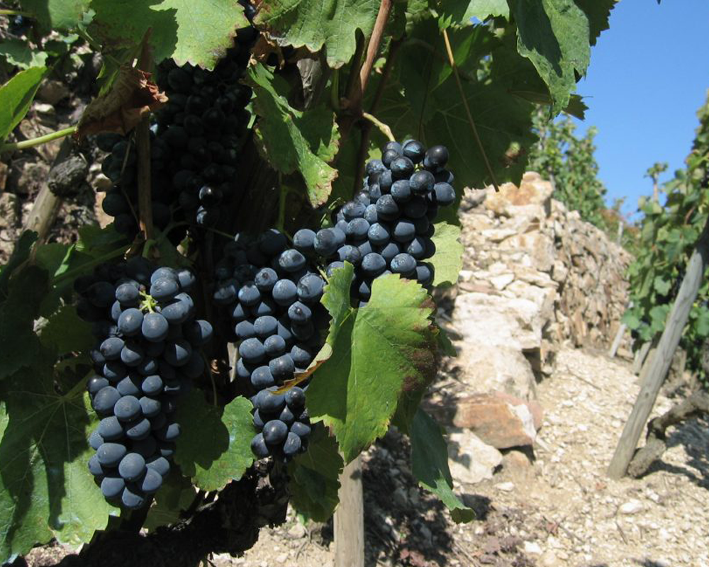 Weinberge des Winzerhofes Vignobiles Levet