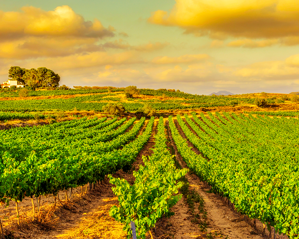 Weinberge in Katalonien