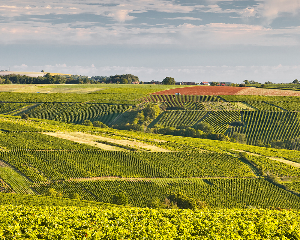 Rebstöcke im Loire-Gebiet