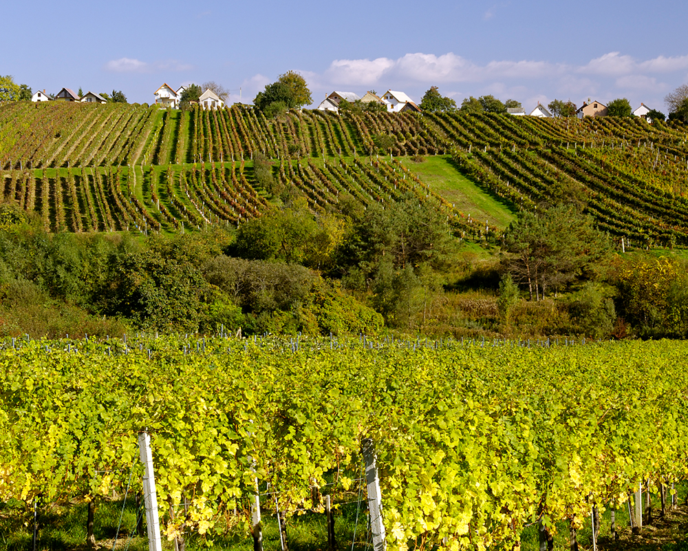 Weinberge in Südburgenland