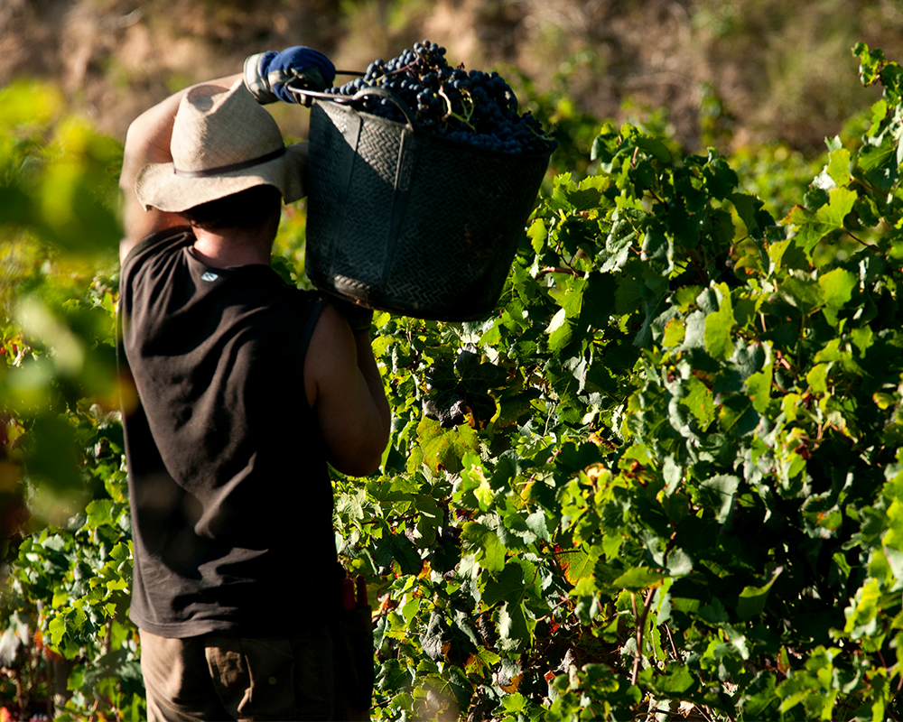 Weinernte in Madrid