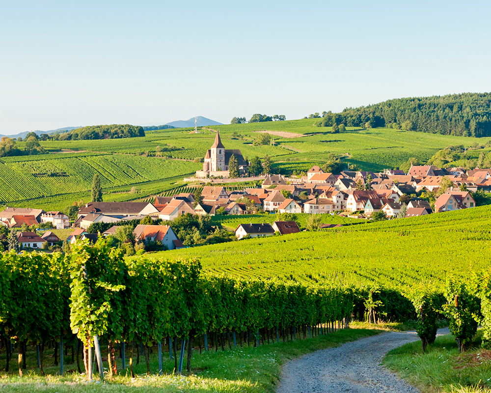 Wunderschöne Aussicht auf die Weinberge im Elsass