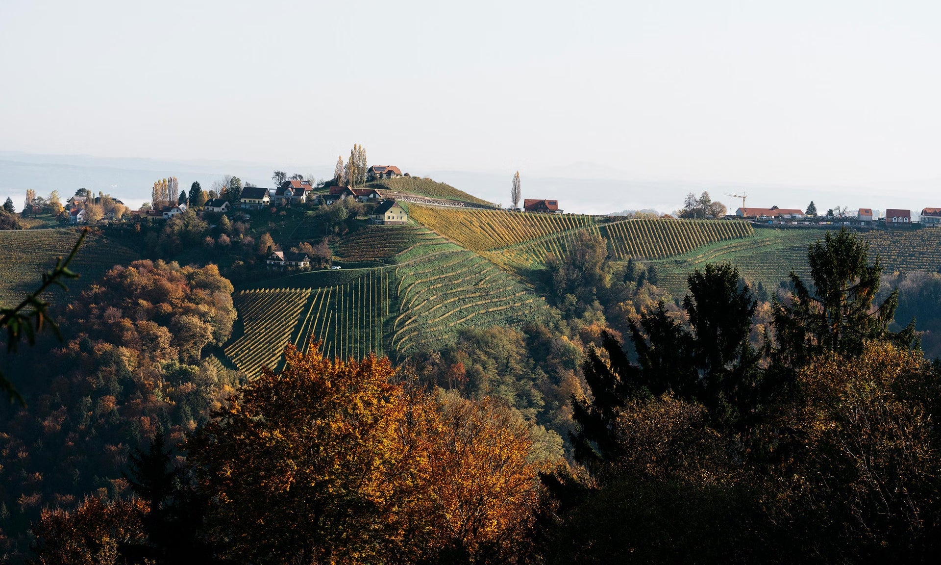 Weingut Wohlmuth
