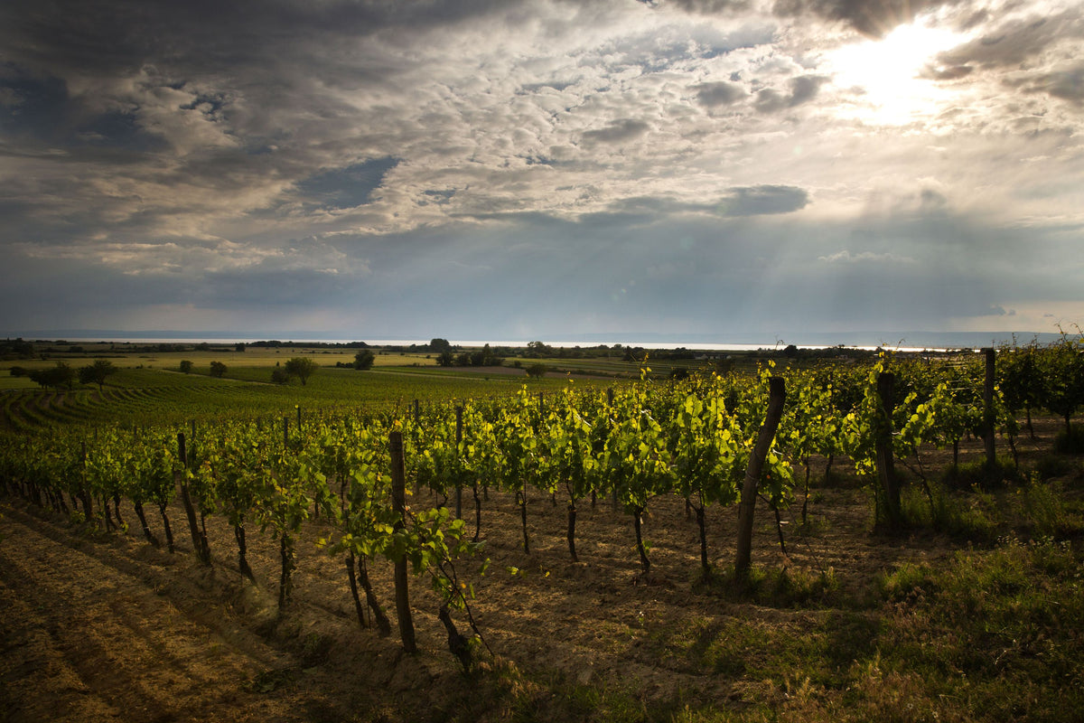Header Weingut Paul Achs