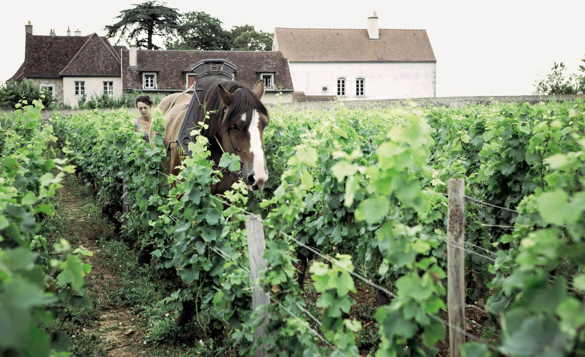 Domaine Arlaud Père et Fils Bild 2