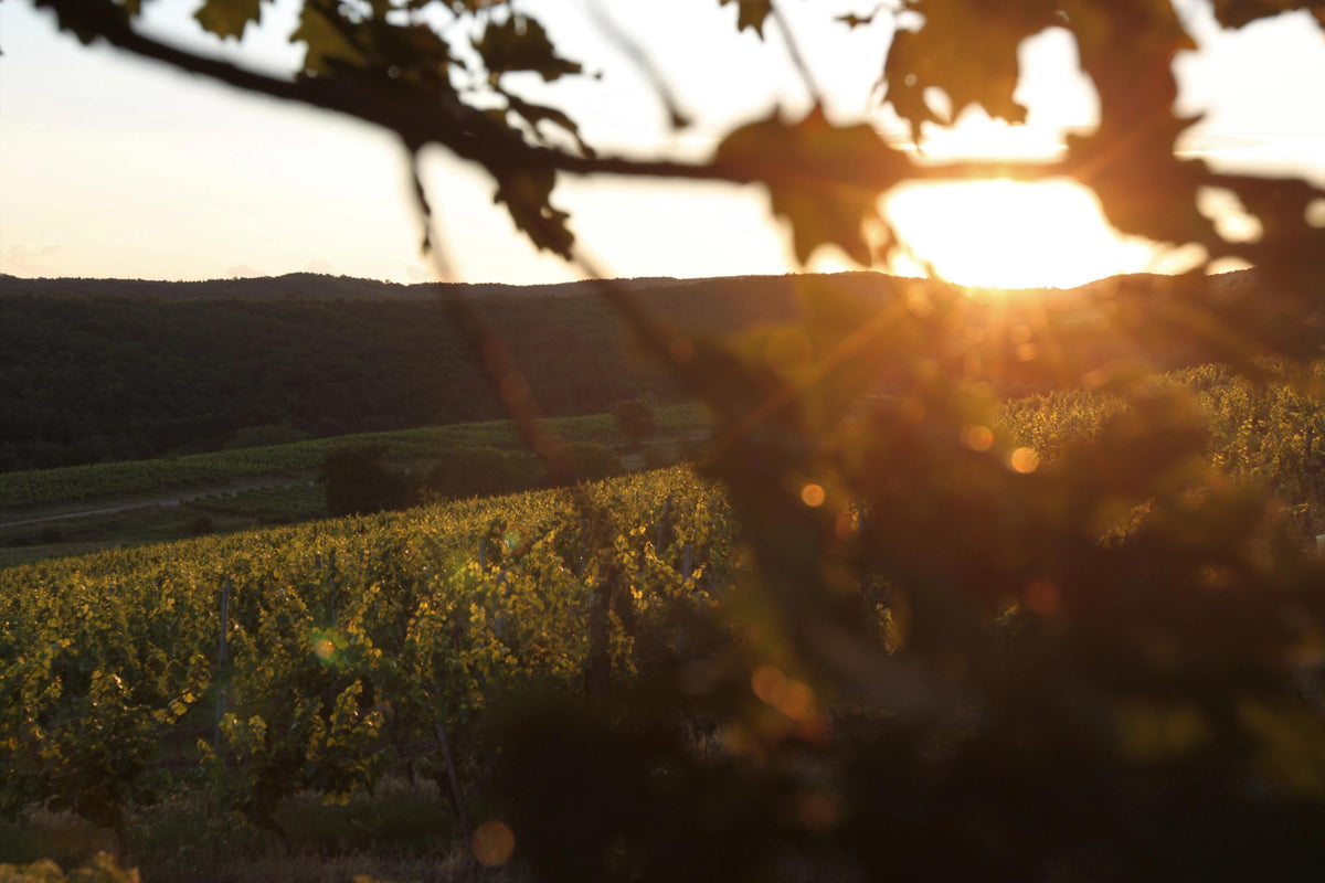 Header Weingut Heribert Bayer