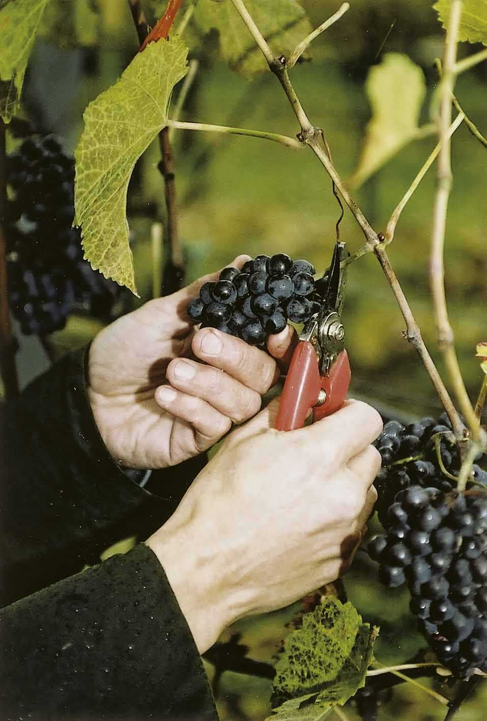 Weingut Bründlmayer Bild 2