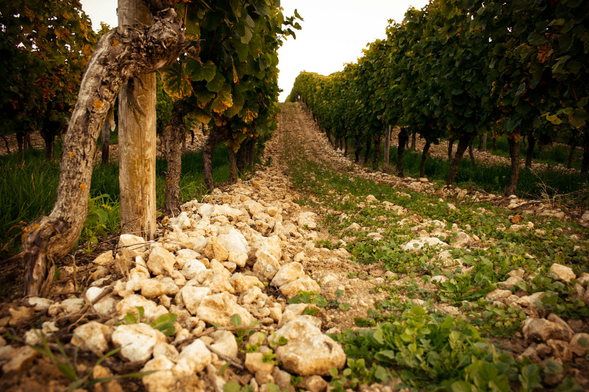 Header Weingut Battenfeld-Spanier