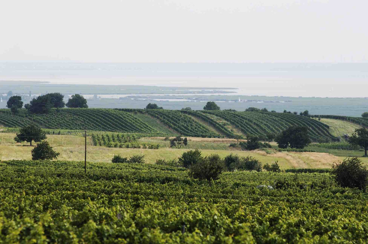 Header Weingut Werner Achs