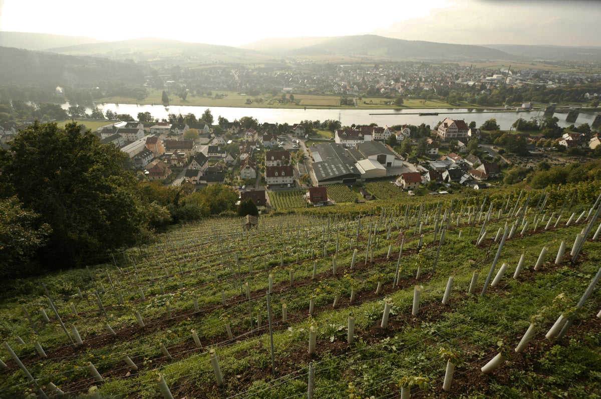 Header Weingut Benedikt Baltes