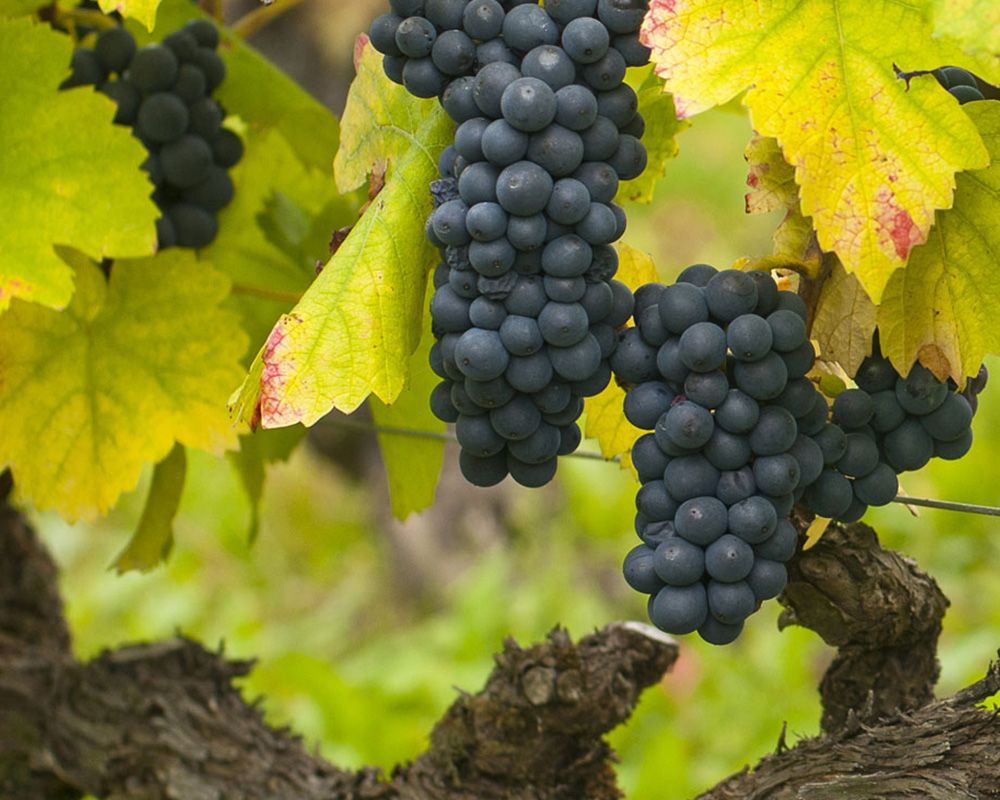 Domaine de Bellene Bild 2
